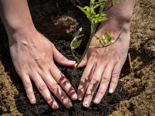 plant installation in alpharetta GA