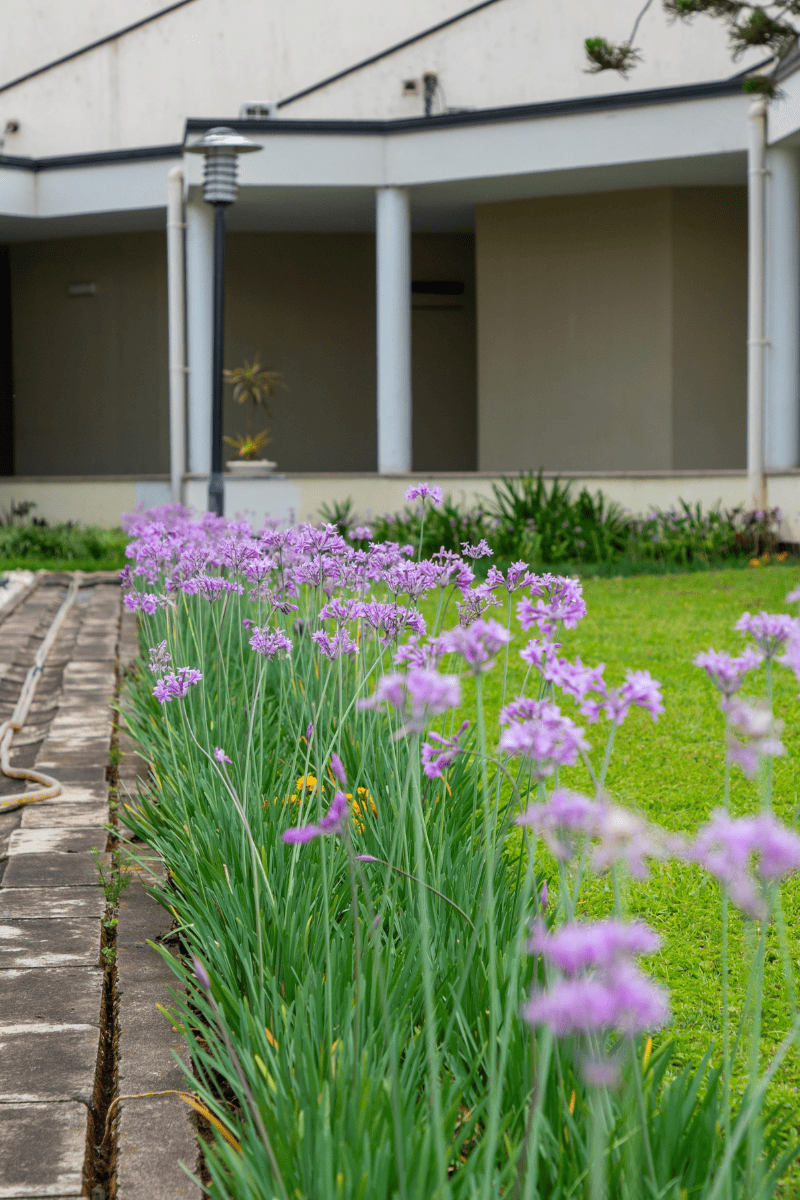 Example of plant installation in GA done by Catalan Landscaping for specific service page