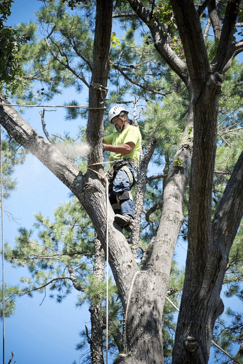 Example of tree removal in GA done by Catalan Landscaping for specific service page